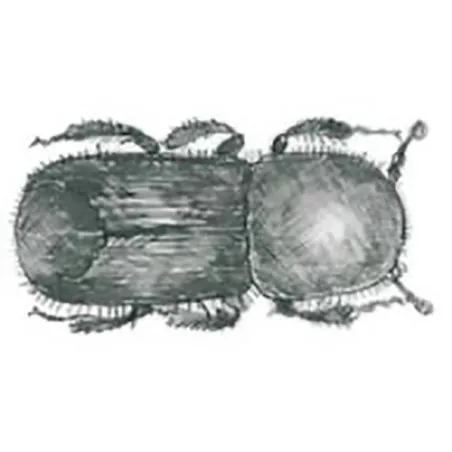 Ips acuminatus